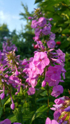 20180617_072143_HDR.jpg