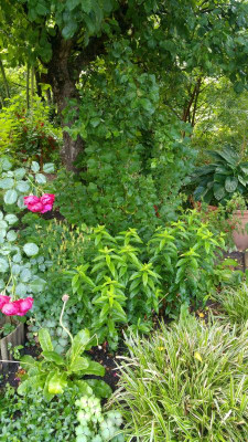20180617_073859_HDR.jpg