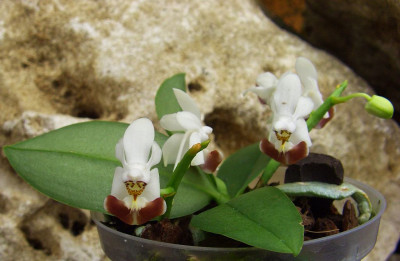 Phalaenopsis_lobbii_x_parishii.jpg