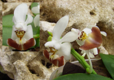 Phalaenopsis_lobbii_x_parishii_Detail.jpg