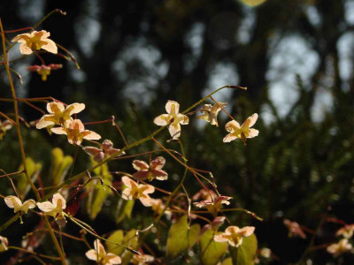 2Epimedium0407.jpg