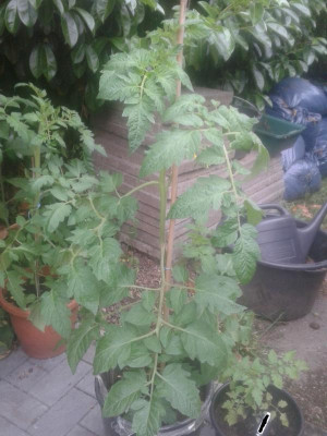 20180618_094739.jpg