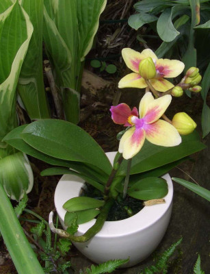 Phalaenopsis_Little_Lady.jpg