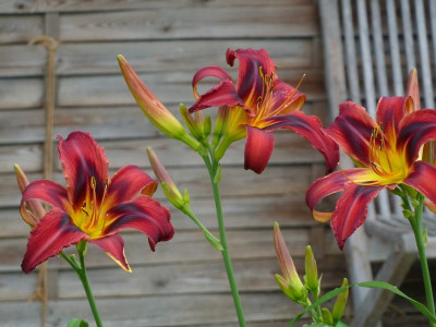 Hem. Heavenly Tiger Tails.jpg