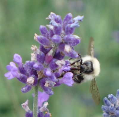 hummel.jpg