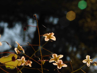 1Epimedium0407.jpg