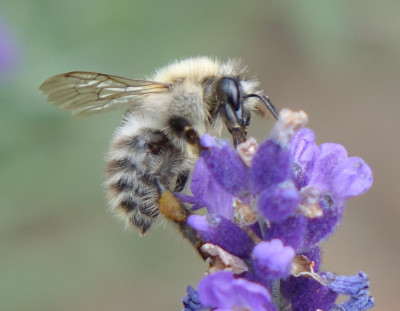 hummel1.jpg