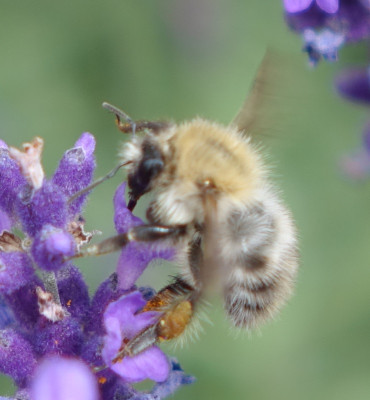 hummel2.jpg