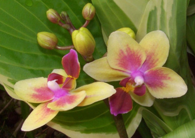 Phalaenopsis_Little_Lady_Detail.jpg