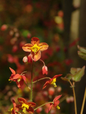 3Epimedium0407.jpg