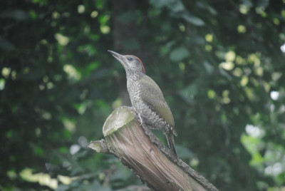 DSC_0321.JPG