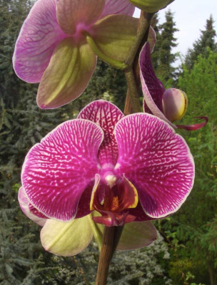 Phalaenopsis_07-41.jpg