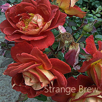 strange brew1.jpg