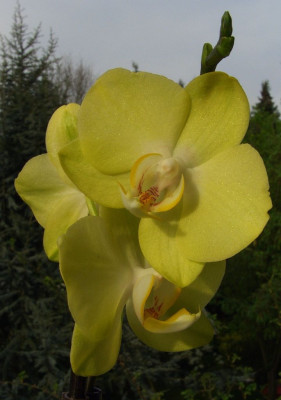 Phalaenopsis_07-42.jpg