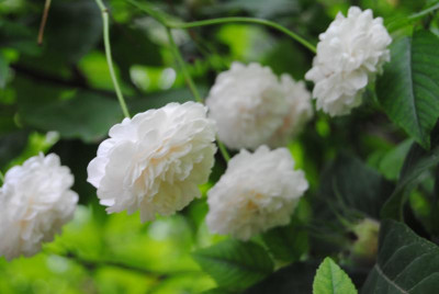 DSC_0386.JPG