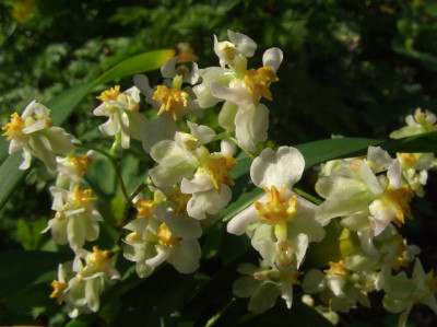 Oncidium_Twinkle.jpg
