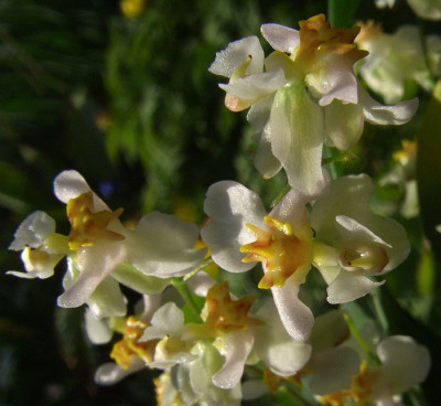 Oncidium_Twinkle_Detail.jpg