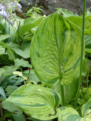 2018-06-18 Hosta 'Gunther's Prize'.jpg
