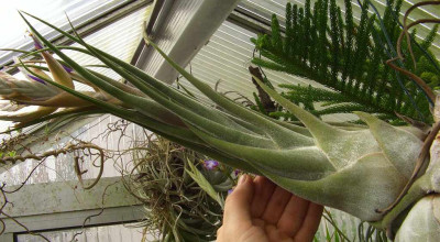 Tillandsia_seleriana.jpg