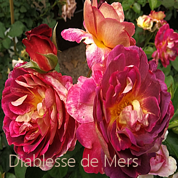 diablesse de merse.jpg