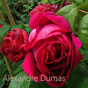 alexandre dumase.jpg