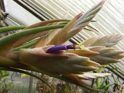 Tillandsia_seleriana_Detail.jpg