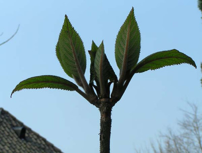 Samthortensie_050407.jpg