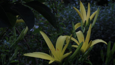 GidW - H citrina zur Nacht.jpg
