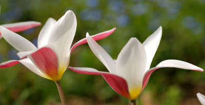 edle-Tulpe-1304.jpg