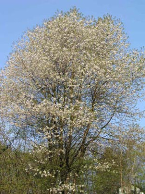 mostbirne_07.jpg