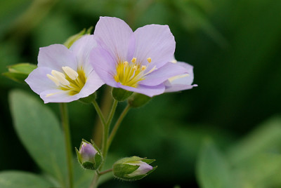 Pol-Lambrook-Mauve.jpg