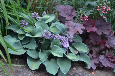 Hosta-BlueMouse.18-1.jpg