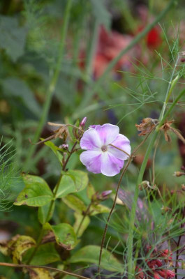 Phlox_paniculata-Prospero.18-1.jpg