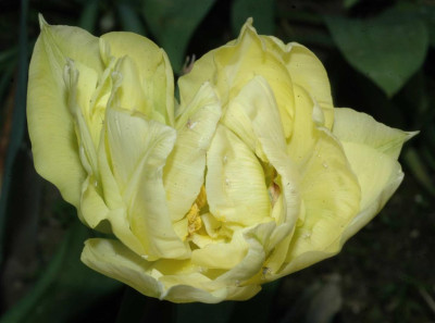 A2712a_Large.JPG