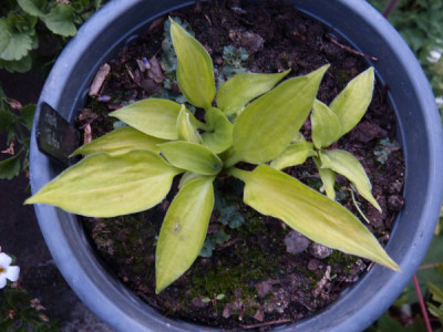 2018-06-18 Hosta 'Tattoo'.jpg