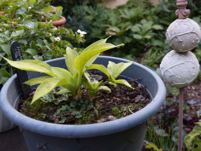 2018-06-18 Hosta 'Tattoo' 2.jpg