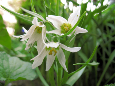 F_bucharica_4702.jpg