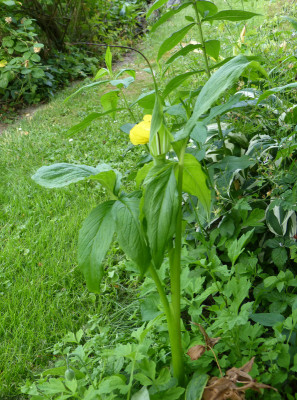 2018-06-17 Arisaema jacquemontii.jpg