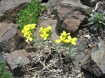 Degenia_velebitica_fars_2007.jpg