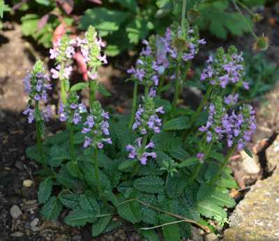 Stachys_grandiflora-Ukkie.18-1.jpg