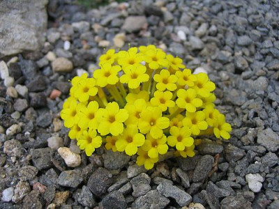 Dionysia_khuzistanica_fars_2007.jpg