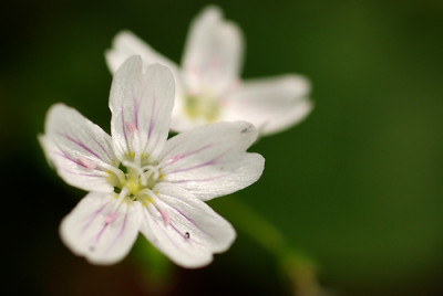 Montia-sibirica-alba.jpg