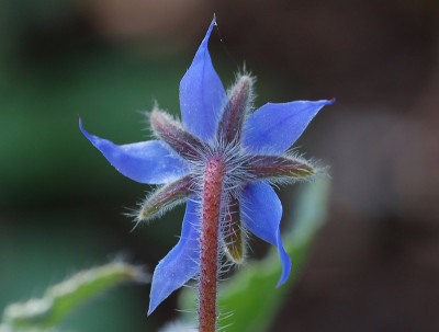 Borretsch-Erste-Bluete-1304.jpg