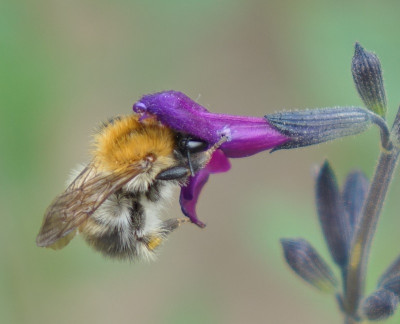 ackerhummel.jpg