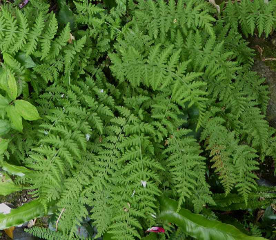 Woodsia fragilis  westk. ...19.6.18 011.jpg