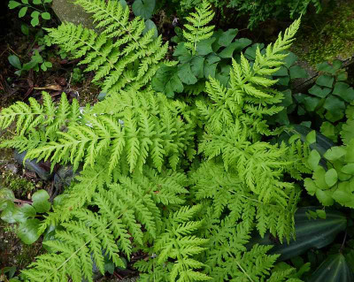 Woodsia fragilis  ostk. ...  19.6.18 005.jpg