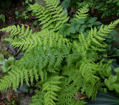 Woodsia fragilis  ...   19.6.18 013.jpg