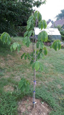 Overleese Baum.jpg