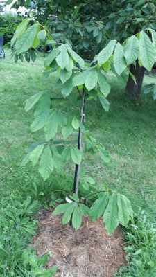 Shenandoah Baum.jpg
