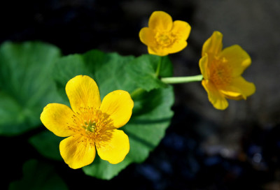 Sumpfdotterblume.jpg